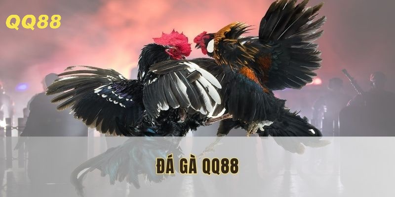 Đá gà QQ88 - Sân chơi đỉnh cao và kịch tính