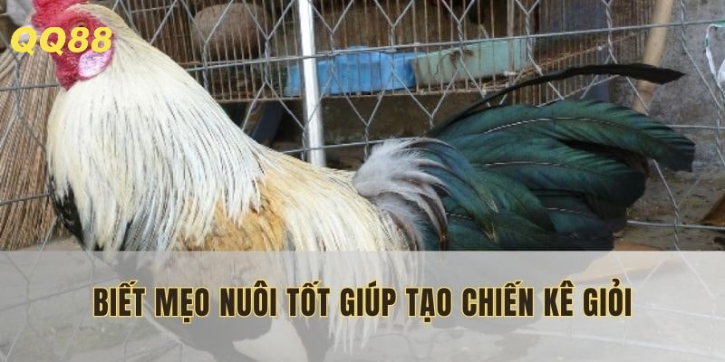 Mẹo nuôi gà đá tốt giúp tạo chiến kê giỏi
