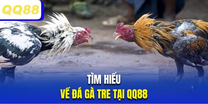 Giới thiệu chọi kê tre tại nhà cái QQ88